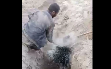 На охраняемой территории жестоко убили дикобразов – видео
