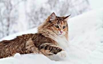 Живое лекарство: как кошки снижают давление и спасают от стресса