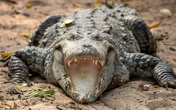 В Индии могут начать использовать змей и крокодилов для защиты границы