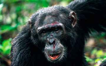 В Китае умер первый человек с вирусом обезьяны