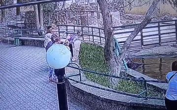 Девочка залезла в вольер к бегемоту в Ташкентском зоопарке и закидала его камнями — видео