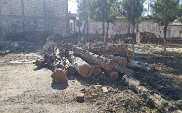 В Узбекистане хотят увеличить штрафы за вырубку деревьев и выброс мусора в неположенном месте