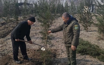 Житель Ферганы высадил свыше 200 саженцев за вырубку двух деревьев