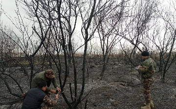В Сырдарье на площади 10 га леса произошел пожар