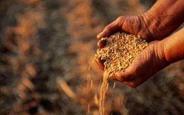 Государство начнет продавать зерно по рыночным ценам&nbsp;