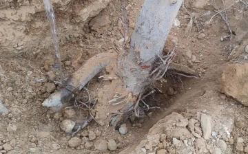 Farg‘onada 270 tup daraxt noqonuniy ko‘chirilishi oqibatida tabiatga 1,8 mlrd so‘m zarar yetkazildi