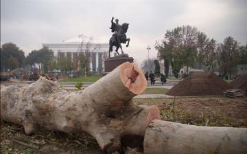 Предстоящая вырубка многолетних деревьев понесет урон экологии сопоставимый с вырубкой ташкентского сквера