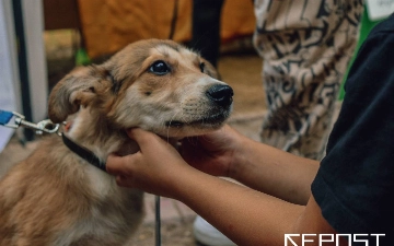 Во всех регионах Узбекистана планируют открыть приюты для бездомных животных