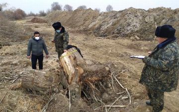 В одном из узбекистанских лесов незаконно вырубили десятки деревьев