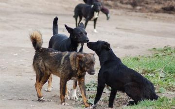 Появились сообщения об убийстве собак в Ташобласти для продажи их мяса 