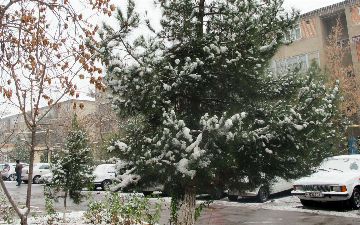 Узбекистанцам напророчили дождь с переходом в снег на предстоящей неделе