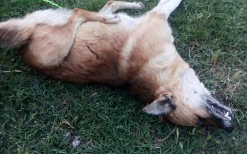 В Андижане начали массово отстреливать бездомных собак