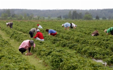 США планируют привлекать сезонных сельхозработников из Узбекистана