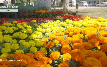 Экологическая акция «День цветов» прошла в ЖК Assalom Jomiy