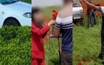 В Кашкадарье снова выявили случаи повреждения тюльпановых полей