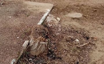 В Каршинском университете незаконно спилили около 40 деревьев