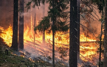 В лесных пожарах в Казахстане погибли 14 человек, в стране объявлен траур