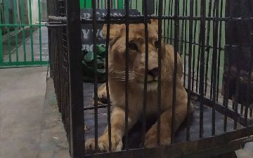 Руководительницу навоийского зоопарка привлекли к ответственности 