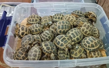 Из Узбекистана пытались вывезти более 80 краснокнижных черепах (видео)