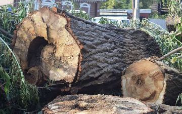 Узбекистанцы нанесли ущерб природе на 128 миллионов сумов, вырубив деревья возле своего дома