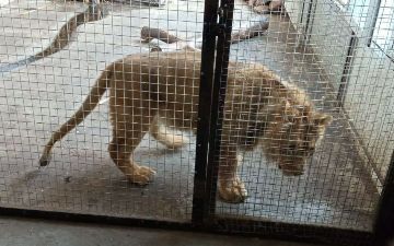 В одном из частных домов Ферганы нашли львенка