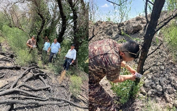 Buxoroda 50 tup daraxtning yonishi oqibatida tabiatga 202,7 mln so‘mlik zarar yetkazildi
