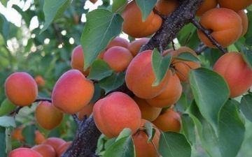 Узбекистан экспортировал в Тольятти 7 тонн «зараженных» абрикосов