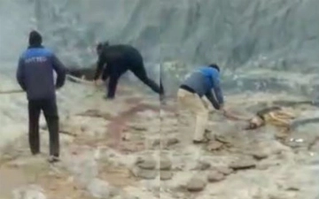 В Узбекистане живодеры с особой жестокостью убили бродячих собак (видео 18+)