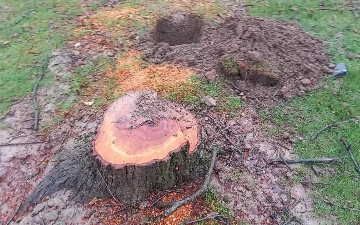 За полгода дровосеки срубили деревья более чем на 3,5 млрд сумов