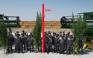 RS Success Agro удалось вырастить рекордный урожай технической конопли высотой 3,5 метра