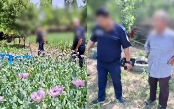 Житель Намангана выращивал мак на приусадебном участке: правоохранители обнаружили свыше 500 кустов