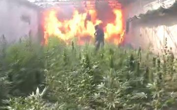 В Самарканде подожгли огромную плантацию марихуаны&nbsp;— видео