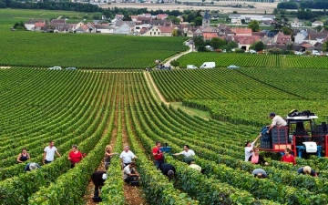 Великобритания увеличит квоты на сезонные работы для узбекистанцев