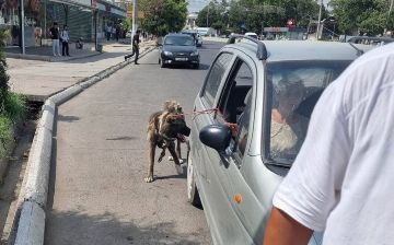 В Ташкенте мужчина привязал собаку к движущемуся автомобилю