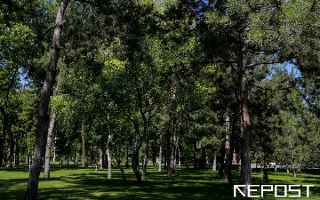 Экоактивный гражданин и меценат: в Узбекистане будут поощрять за посадку деревьев