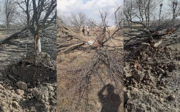 Кашкадарья лишилась 71 дерева ради строительства завода