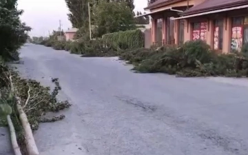 В Фергане срубили почти 90 деревьев на 850 млн сумов — видео
