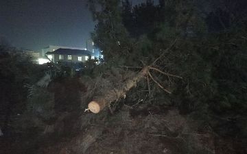 В Андижане нашли виновного в незаконной вырубке деревьев 