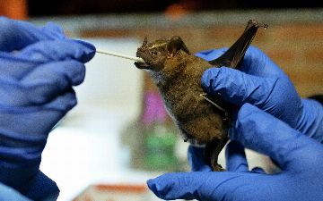 Ученые выявили у летучих мышей новый коронавирус NeoCov