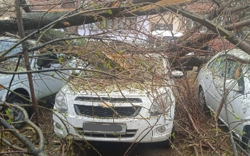 Жителей Ташкента призвали не оставлять автомобили под деревьями