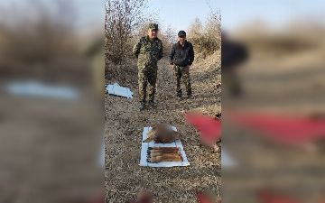 В Каракалпакстане браконьеры застрелили оленя, занесенного в «Красную книгу»