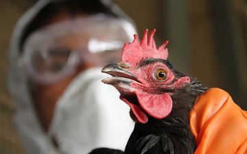 В Китае снова выявили случай заражения человека птичьим гриппом