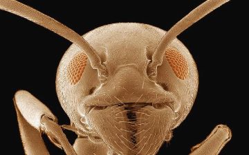 Французские ученые научили муравьев находить раковые клетки по запаху — что это даст?