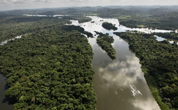 Леса Амазонии вырубают ради проведения климатического саммита COP30