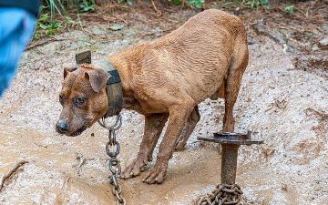 В Узбекистане введут уголовное наказание за жестокое обращение с животными