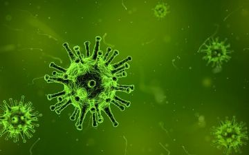 Специалисты выявили микроорганизмы, которые способны подавлять коронавирус