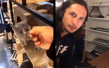 Музыканты превратили мем с мяукающим котом в симфонию - видео