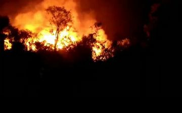 В Самаркандской области загорелся парк: для тушения пожара потребовалось более шести часов