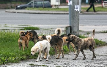 В Джизаке сотрудники&nbsp;«отлова» застрелили семь бездомных собак