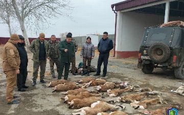 В Каракалпакстане браконьеры застрелили более десятка животных, занесенных в Красную книгу